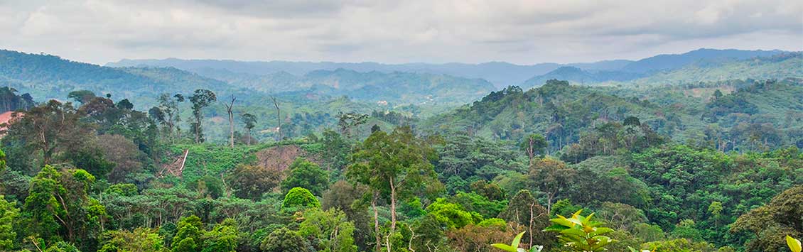 Nuevo proyecto sobre concesiones forestales en la República Democrática del Congo