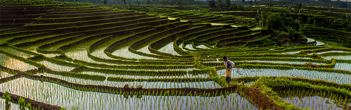 Apoyamos al Gobierno de Indonesia para alcanzar la reducción de emisiones de gases de efecto invernadero (GEI)