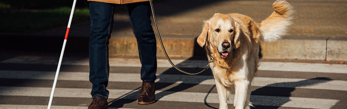 Nascor designs dog therapy for people with physical disabilities